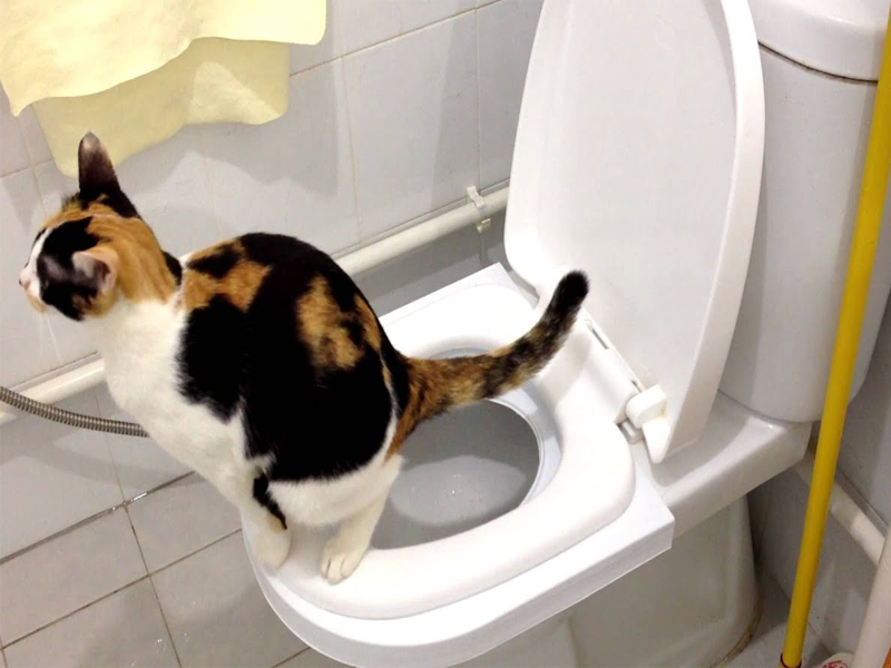 5 reasons NOT to toilet train your cat