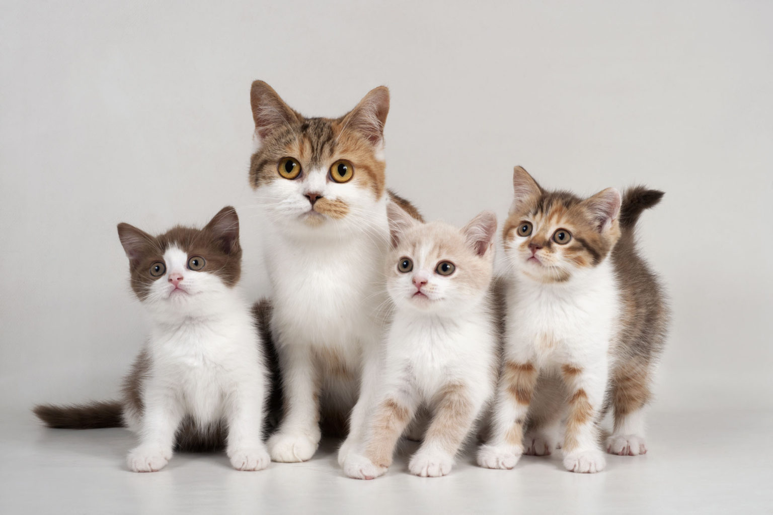 Top 5 reasons to adopt a cat