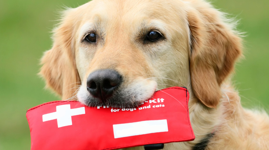 Disaster Preparations for Pets